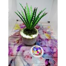 Fehér, hengeralakú kaspó csíkos mintázattal és csipkével díszítve, benne magas aloevera műnövénnyel és moha díszítéssel.