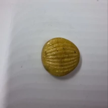 Bordázott, kagyló alakú apró mágnes arany színben.