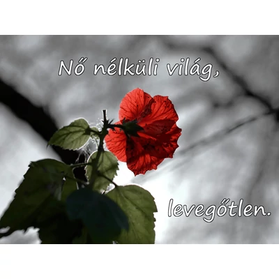 Téglalapalakú hűtőmágnes, rajta fekete háttér előtt élénk piros virág és egy idézet fehérrel: Nő nélküli világ, levegőtlen.