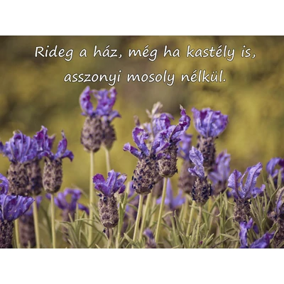 Téglalapalakú hűtőmágnes, rajta lila virágok és egy idézet fehérrel: Rideg a ház, még ha kastély is, asszonyi mosoly nélkül.